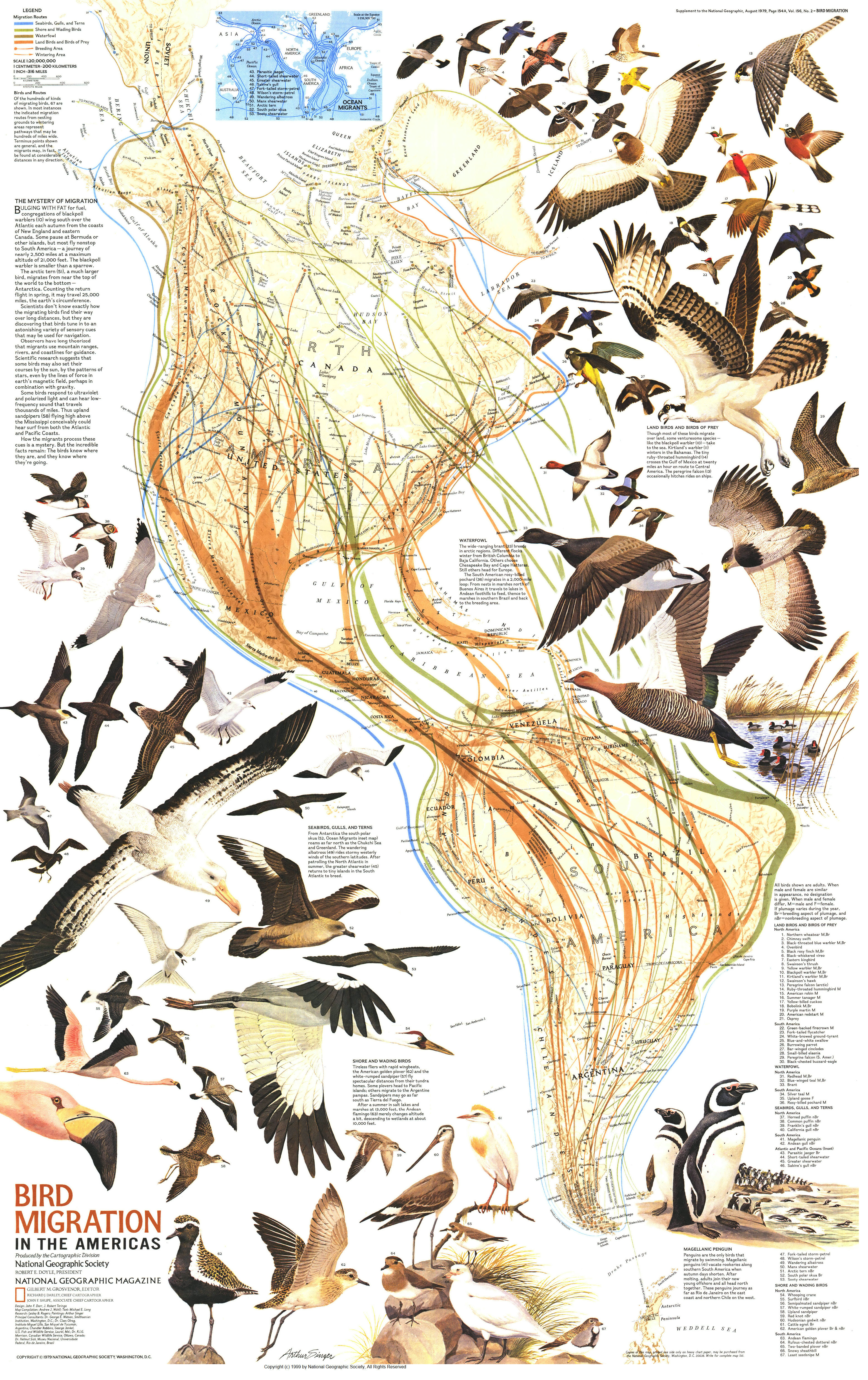 Карта bird. Карта миграции перелетных птиц. Пути миграции птиц карта России. Карта миграции перелетных птиц России. Пути миграции перелетных птиц на карте.